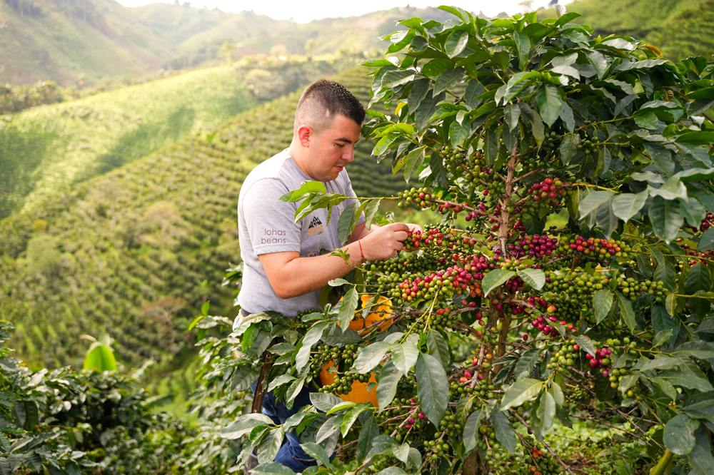 N°09 - Java Las Flores - Colombie