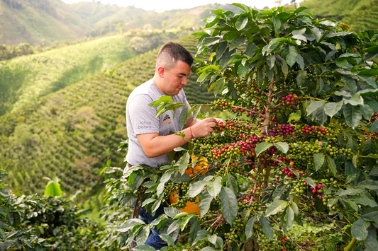N°09 - Java Las Flores - Colombie